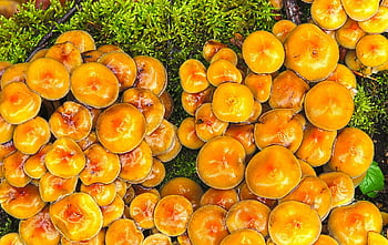 houby, mech, lesní podlaha, agaric, lesní houby, Akumulace hub, Příroda
