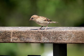 sparrow, sparrows, birds, feathers, beak, wings, balustrade, cute, nature, familiar, fly
