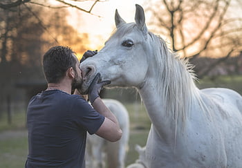 arabský kůň, kůň, muž, zlatá hodina, hříva, jezdecký, zvíře, Příroda, portrét