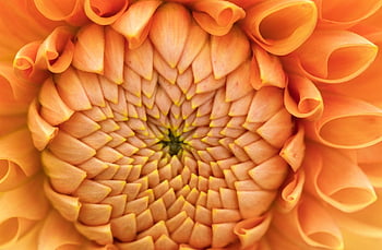dahlia, flower Wallpaper, flower, plant, orange Flower, petals, flower Background, beautiful Flowers, bloom, nature, closeup