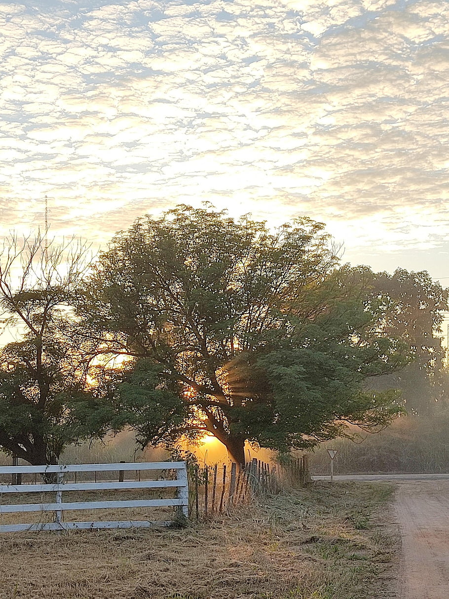 sonnenaufgang, baum, strahlen