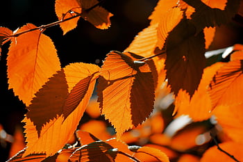 falla, höstlöv, höstfärger, höstens bild, Lövfärgning, grenar, naturliga tapeter, mobil tapeter, lövblad, Lövträd, natur tapeter