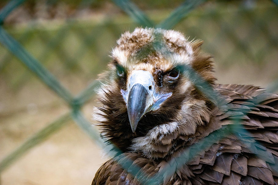 sup, pták, zobák, peří, ptačí, ornitologie, savec, divoký, pachyderm, Afrika, zoo
