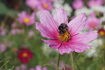 garden Cosmos, flower, honey Bee, insect, pollination, plants, mexican Aster, cosmos Bipinnatus, cosmos, hd Wallpaper, pink Flower