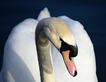 labuť, mute swan, cygnus olor, vodní ptáci, vodní pták, zvíře, peří, detailní, majestátní, kapky vody, bílé peří