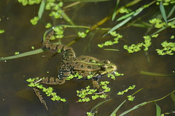 Sapo verde, égua, pântano, natureza, lagoa, anfíbios, batráquio, biótopo, verde, lírios, sapo
