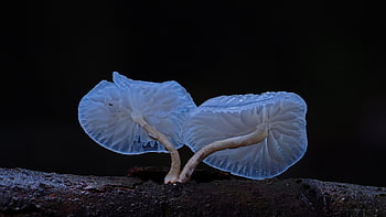 mushrooms, beech Slime Root, wild Mushrooms, forest Mushrooms, nature, fungal Science