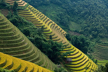 rýžové terasy, rý ová pole, Vietnam, rýžová pole, hory, zemědělství, Příroda, venkovský, plantáž, mu cang chai, Asie