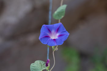 morning Glory, flower, plant, blue Morning Glory, convolvulaceae, blue Flower, petals, bloom, nature, flora, morning Glory Flower