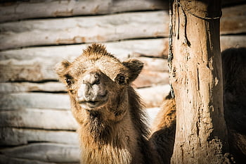 camel, dromedary, desert, jordan, morocco, egypt, animal, mammal, portrait, africa, camels