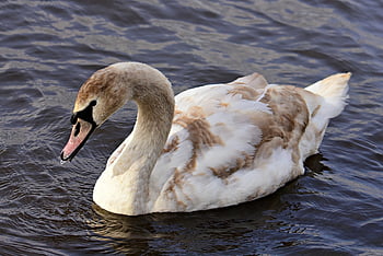 swan, lake, water Bird, animal, wildlife, nature, waterfowl