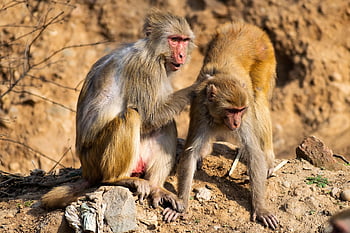 baboons, monkeys, animals, care, family, mother, baby Monkey, love, primates, mammals, wildlife