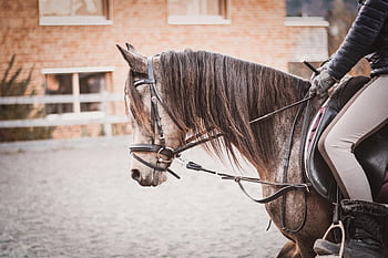kůň, poník, lekce jízdy na koni, jízda, jezdecký, jízdárna, Jezdecká společnost, uzda, Příroda, jezdecký prostor, jezdecký poník