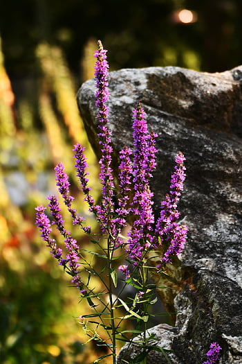 flower, beautiful Flowers, petals, stem, plants, flower Background, buds, nature, bloom, flora, botany