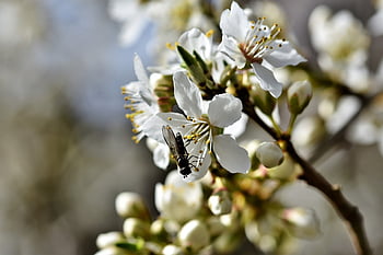 erdbiene, bee, insect, pollen, nectar, collect, blossom, bloom, plum Blossom, nature, plum Tree