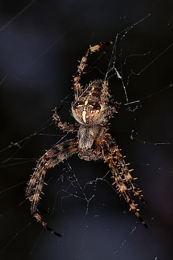 spider, arachnid, spider Web, cobweb, web, orb, weaver, insect, bug, arachnophobia, nature