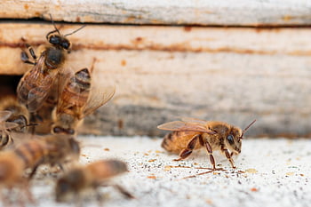 bees, beehive, honey, honeycomb, swarm, combs, beekeeping, insect, honeybee, beeswax, apiary