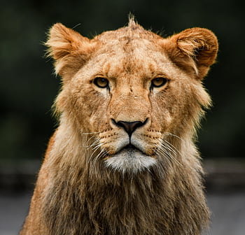 Löwe, große Katze, Tier, katzenartig, Raubtier, Jäger, Tierwelt, Natur, Porträt, Nahansicht, Blick