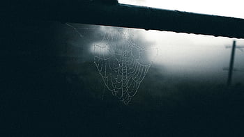 spider web, beam, misty weather, dew droplets, foggy twilight, tranquil scene, spider web on beam, misty atmosphere, dewy spider web, foggy setting, twilight ambiance