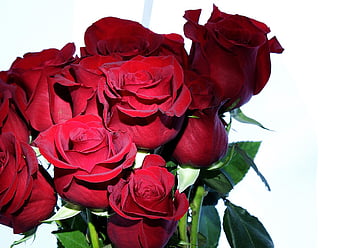 roses, bouquet, flowers, love, novel, flower Background, nature, romantic, flower, gift, bloom