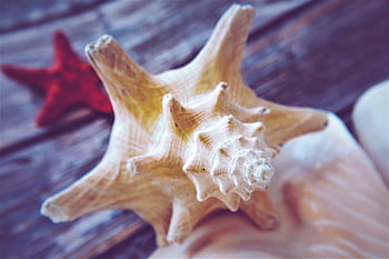 mušle, mořská hvězdice, pláž, oceán, námořní, moře, shell, letní, dovolená, pobřežní, Příroda