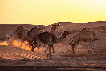camel running, brown sand, desert dunes, sunset, group of camels, racing camels, sandy desert, stunning sunset, desert landscape, camels in motion, desert wildlife