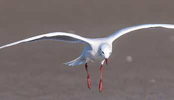seagull, bird, nature, animal, flight, fly, gull, seabird, wildlife, beak, plumage
