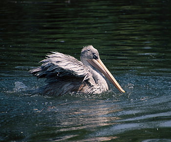 dalmatský pelikán, pták, vodní ptáci, pelikán, peří, zvířat, fauna, Příroda, zobák, zblízka, zvířecí portrét