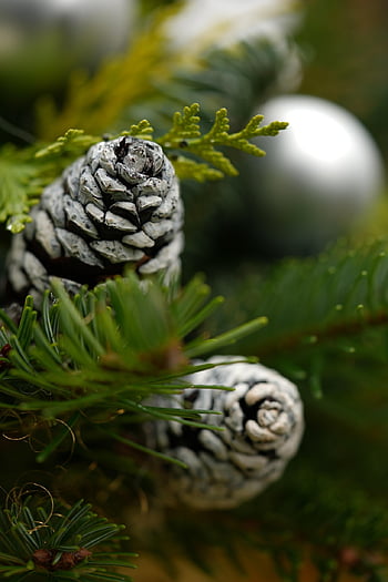 šiška, dekorace, Vánoce, sezóna, Adventní období, Vánoční čas