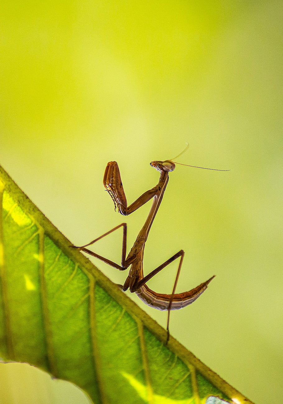 insect, nature, bug, grasshopper, fauna, entomology, mantis, green