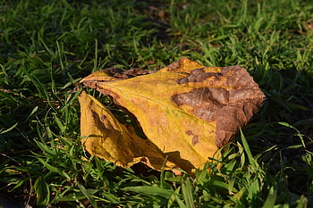 list, zelená, žlutá, Příroda, povlečení na postel, podlah, jaro, rostlina, krajina, textura, vzor
