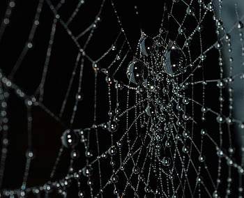 kapky vody, pavoučí síť, detailní makro, kapky rosy, fascinující displej, fotografování přírody, makro fotografie, rosa, web, kapiček