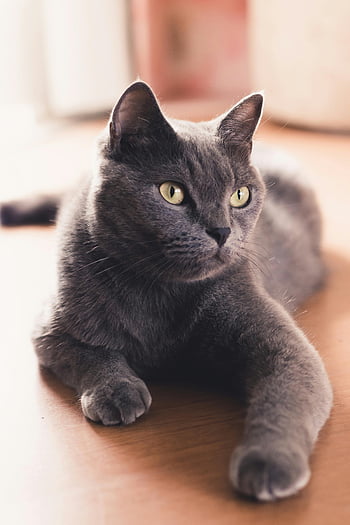 ryska blå katt, närbild foto, gråskatt, ligger ner, trägolv, vilar bekvämt, stirrande nyfiken, charmig katt, husdjur fotografering, inomhuskatt, djurporträtt