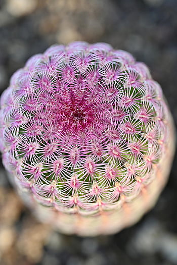 カクタス、 多肉植物、 工場、 庭園、 自然、 ピンク、 閉じる、 サボテン