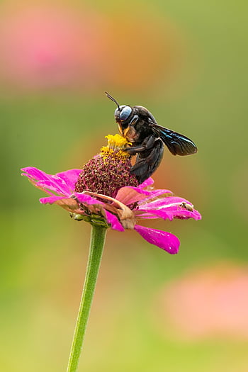 bee, insect, pollinate, flower Wallpaper, pollination, flower Background, flower, winged Insect, wings, nature, hymenoptera