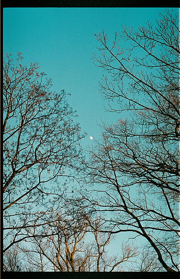 bare trees, low angle shot, clear sky, moon, serene view, tree branches, night scene, nature photography, winter landscape, outdoor scenery, tranquil setting