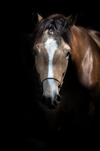 foal, horse, head, animal, young Animal, pony, nature, yearling, brown Horse, fallow, mare