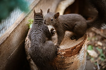scoiattoli, roditori, animale, mammifero, albero, natura, ceppo, fauna