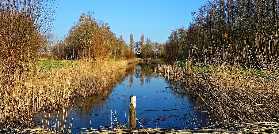 fiume, erba, campo, prato, Olanda settentrionale, Olanda, Callantsoog, idillio, escursioni a piedi, rilassare, acqua