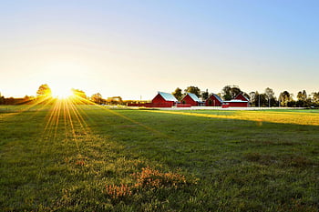 green grass field, houses, sunset, rural farm, Sweden, red barns, lush fields, countryside, scenic landscape, natural beauty, agricultural setting