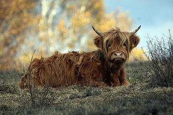 cattle, horns, pasture, nature, cow, breeding, autumn, grass, animal