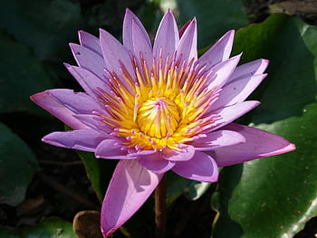 꽃, 수련, 식물학, 성장, 식물, 물의, 어린 벌레, 노우 샬리, 꿀풀 과과, 새싹들, plantae