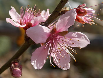 flower, flowers, orange Blossom, flower Background, spring, nature, flower Wallpaper, beautiful Flowers, petals, peach