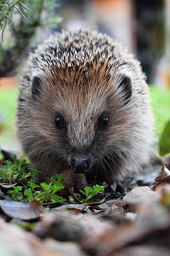 hedgehog, nature, cute, animal World, mammal, spur, hannah, crepuscular, foraging