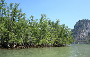 mangroves, swamps, tropics, sea, nature, landscape, water, trees, mangrove Swamp, flora, tropical