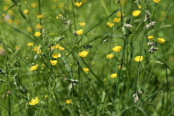 ranuncoli, ranuncolo, natura, prato fiorito, fiore appuntito, prato, erba, estate, fiori gialli