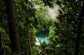 forest, body of water, North Vancouver, tranquil scene, lush greenery, peaceful riverbend, natural landscape, serene environment, green trees, misty atmosphere, outdoor beauty