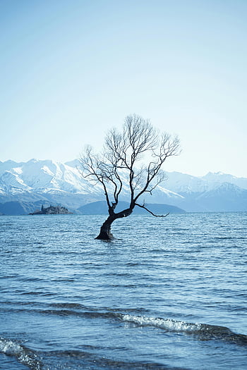 strom v jezeře, jezero wanaka, Nový Zéland, zasněžené vrcholky, klidné scény, osamělý strom, voda, hory, Příroda, krajina, zimní