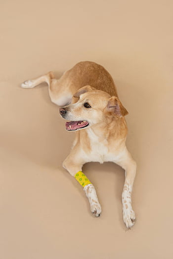 brown short coated dog, bandaged leg, beige backdrop, resting dog, brown dog, short coat, pet photography, animal care, dog recovery, pet health, bandage