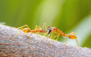 fourmis rouges, insectes, animaux, fourmis, la nature, faune, bois, insecte, vert